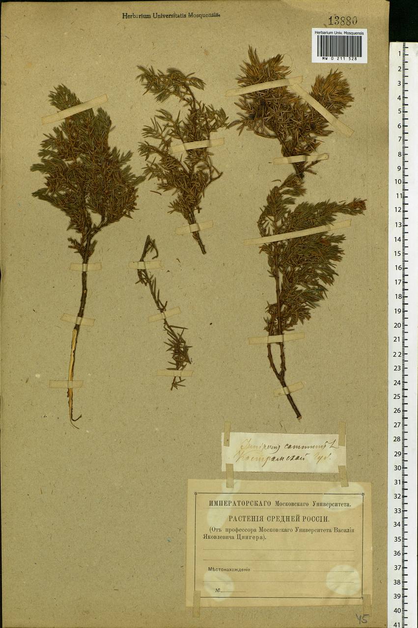 Juniperus communis L., Eastern Europe, Central forest region (E5) (Russia)