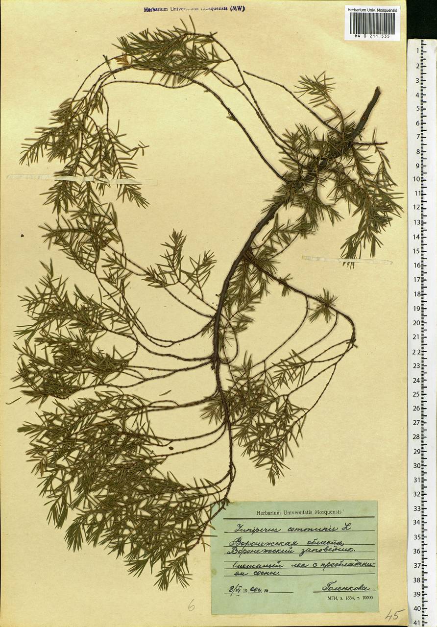 Juniperus communis L., Eastern Europe, Central forest-and-steppe region (E6) (Russia)
