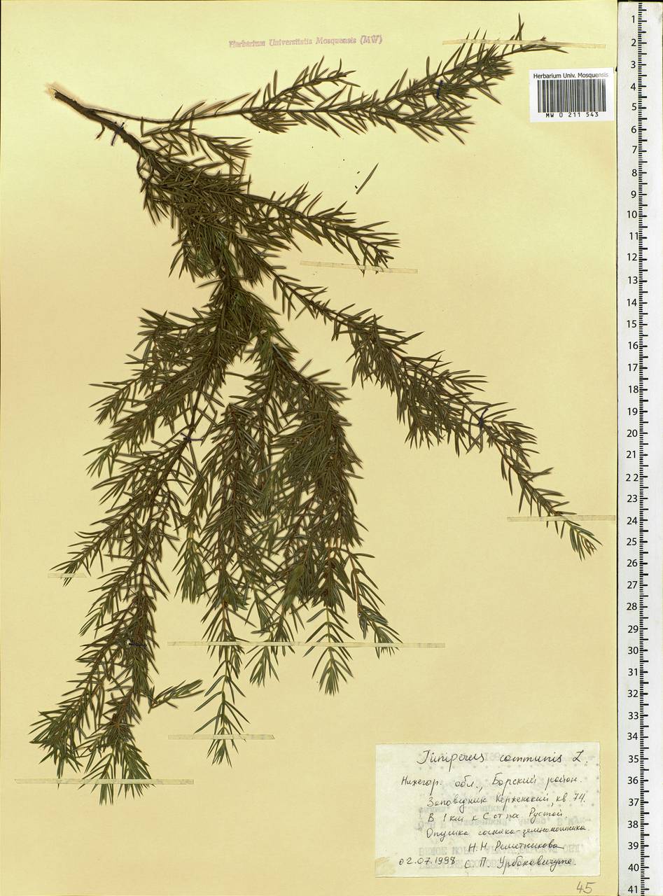 Juniperus communis L., Eastern Europe, Volga-Kama region (E7) (Russia)