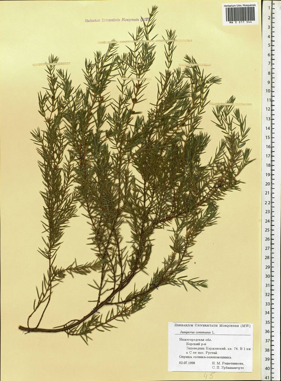 Juniperus communis L., Eastern Europe, Volga-Kama region (E7) (Russia)