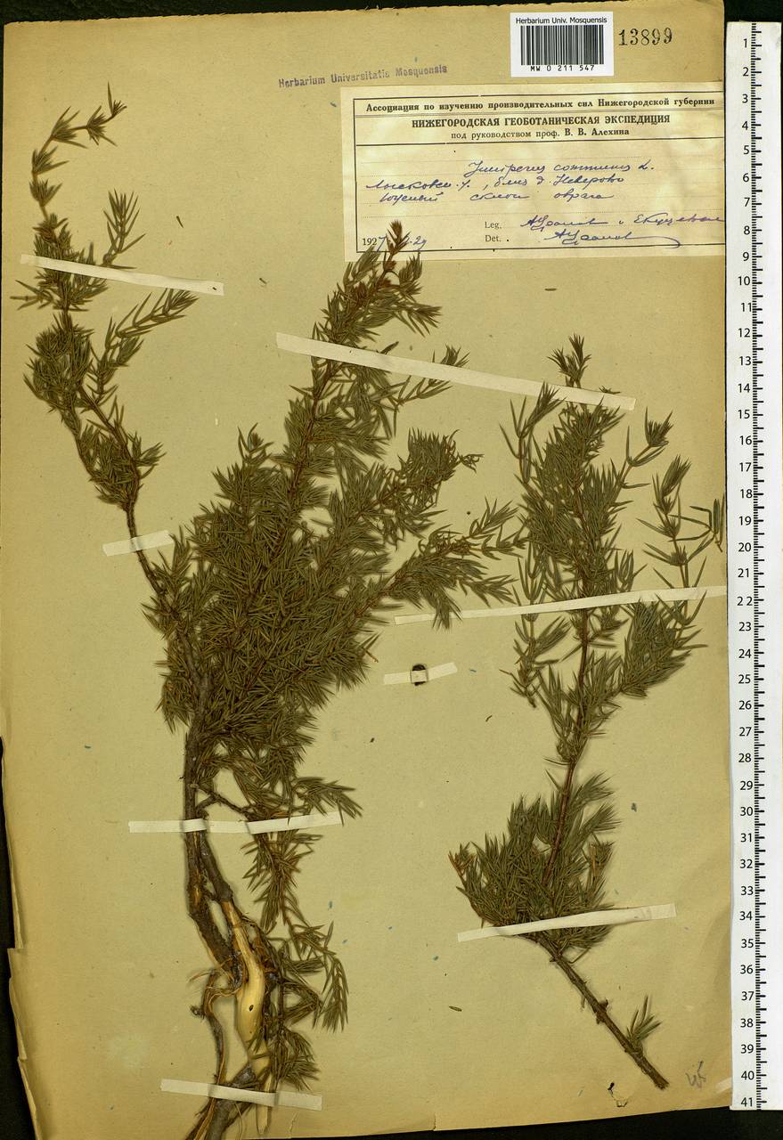 Juniperus communis L., Eastern Europe, Volga-Kama region (E7) (Russia)