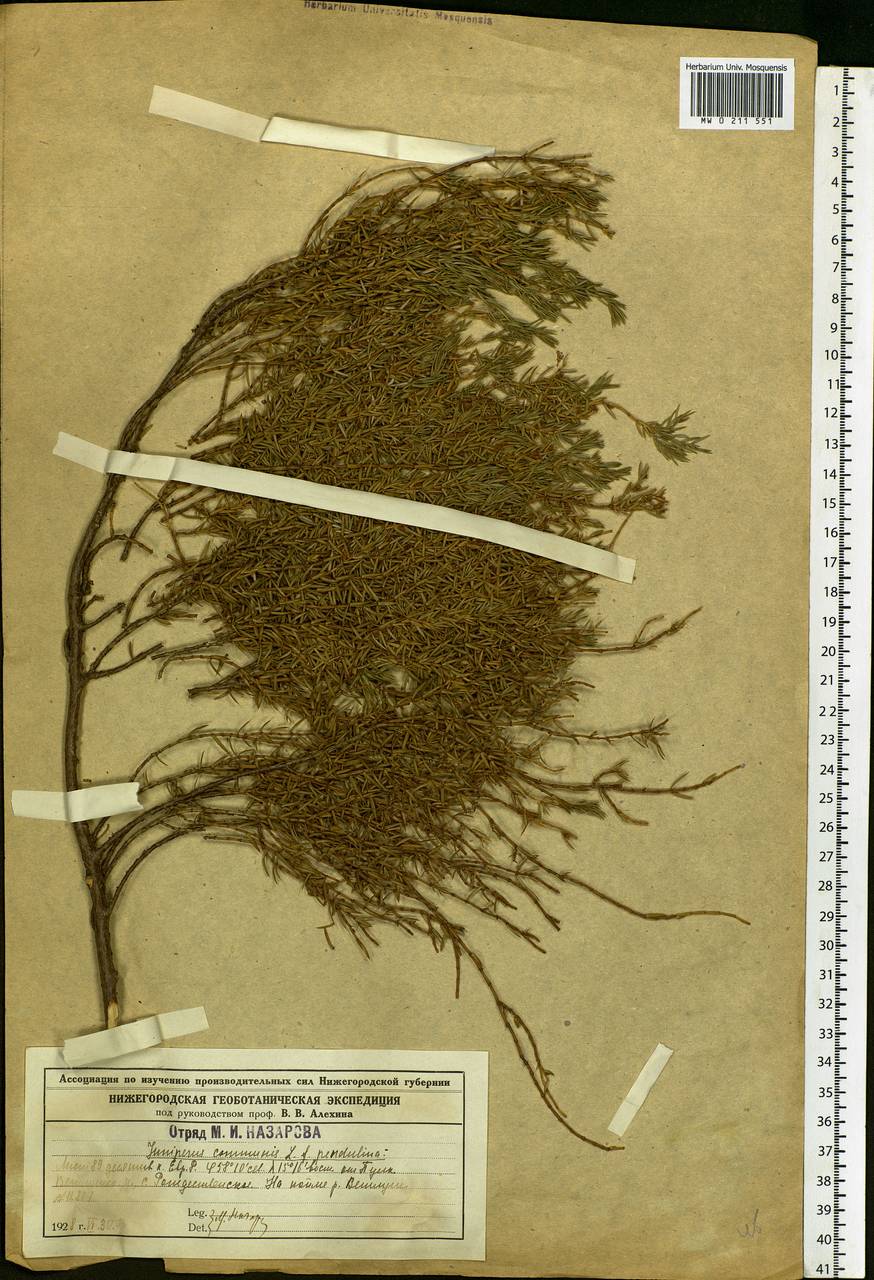 Juniperus communis L., Eastern Europe, Central forest region (E5) (Russia)