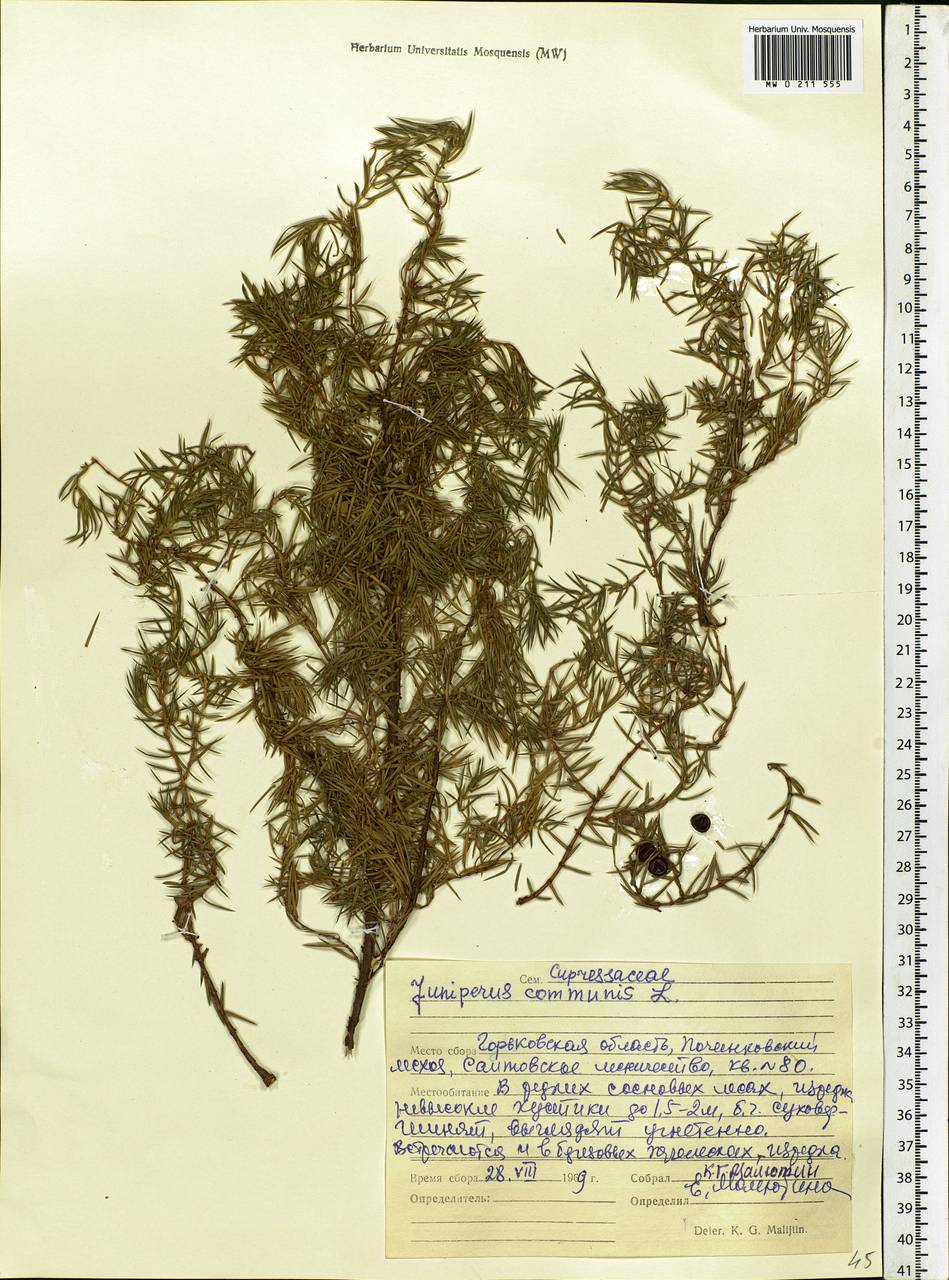 Juniperus communis L., Eastern Europe, Volga-Kama region (E7) (Russia)