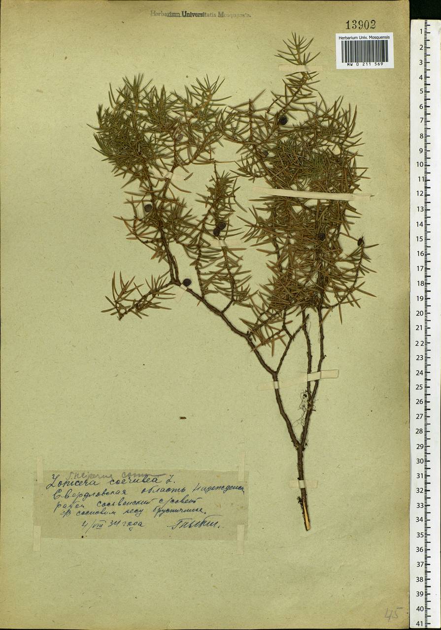 Juniperus communis L., Eastern Europe, Eastern region (E10) (Russia)