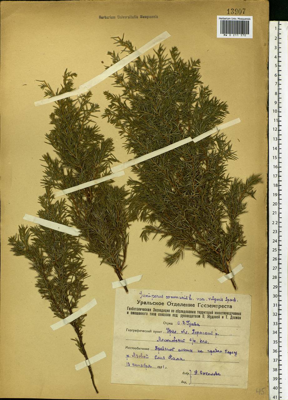 Juniperus communis L., Eastern Europe, Eastern region (E10) (Russia)