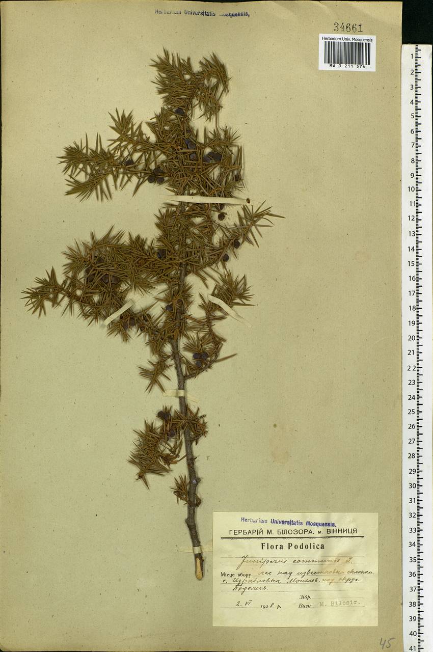 Juniperus communis L., Eastern Europe, South Ukrainian region (E12) (Ukraine)