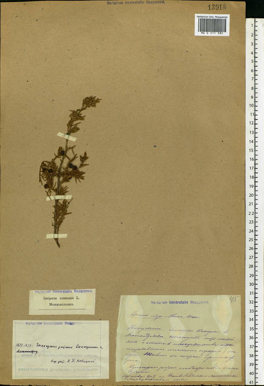 Juniperus communis L., Eastern Europe, South Ukrainian region (E12) (Ukraine)