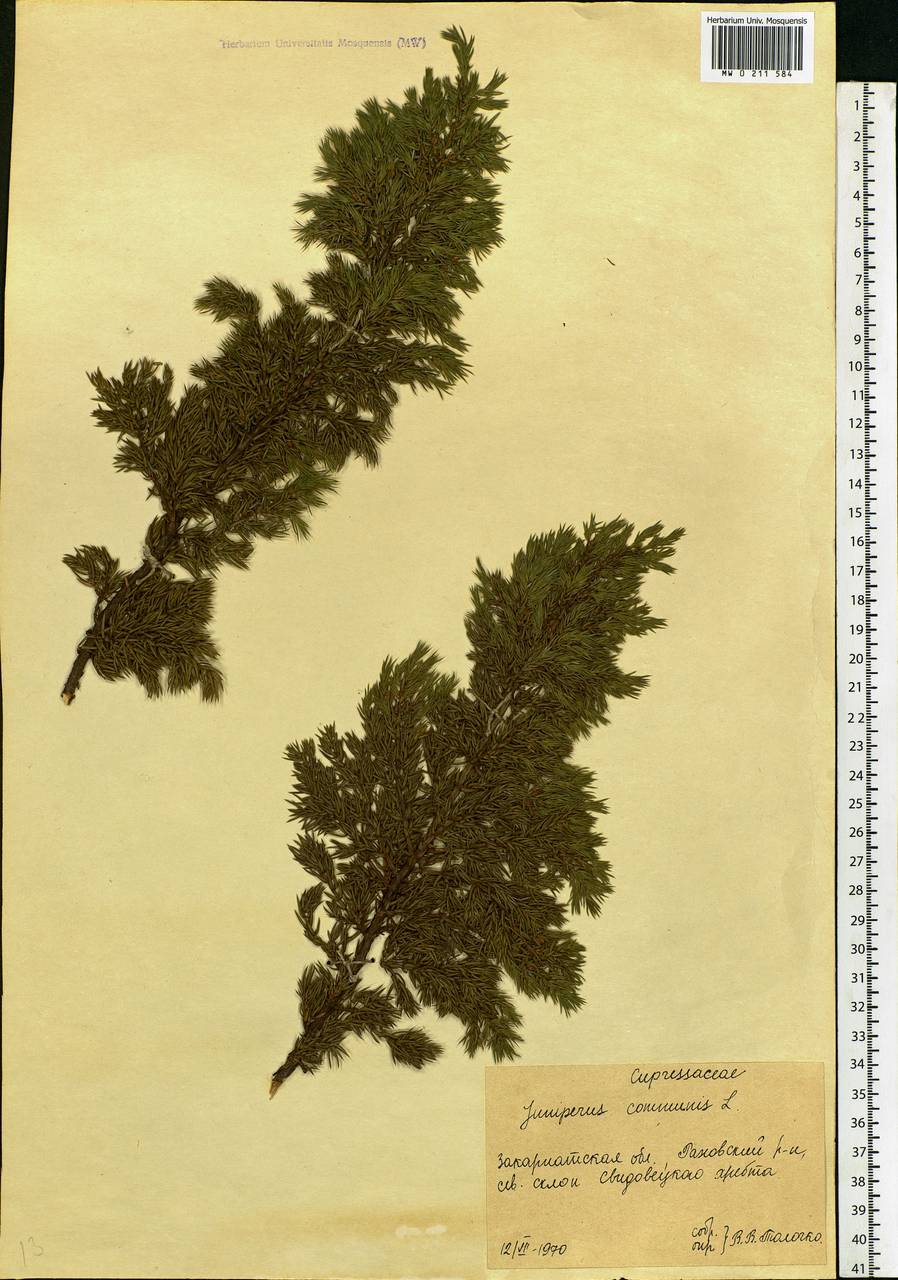 Juniperus communis L., Eastern Europe, West Ukrainian region (E13) (Ukraine)
