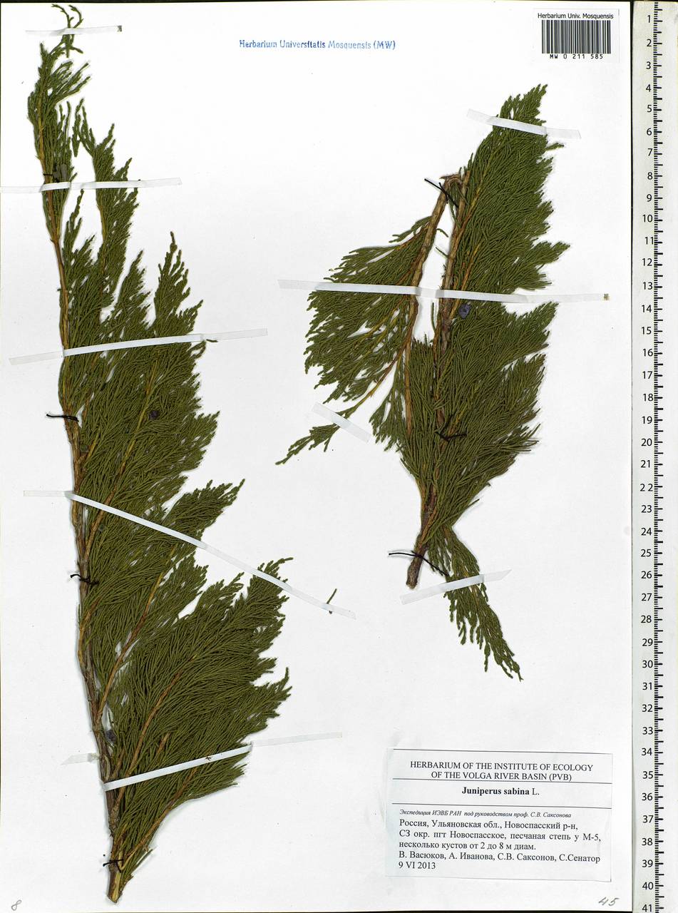 Juniperus sabina L., Eastern Europe, Middle Volga region (E8) (Russia)