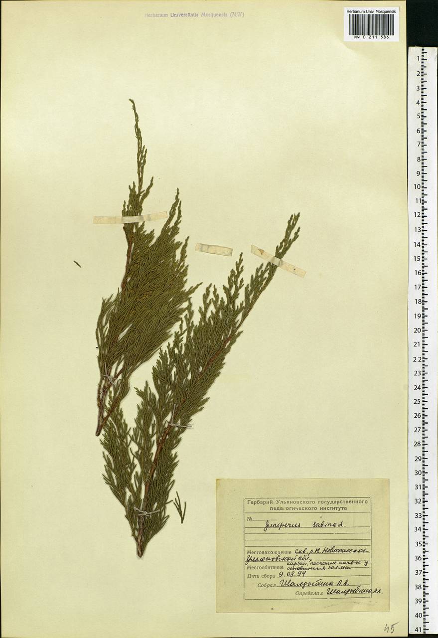 Juniperus sabina L., Eastern Europe, Middle Volga region (E8) (Russia)