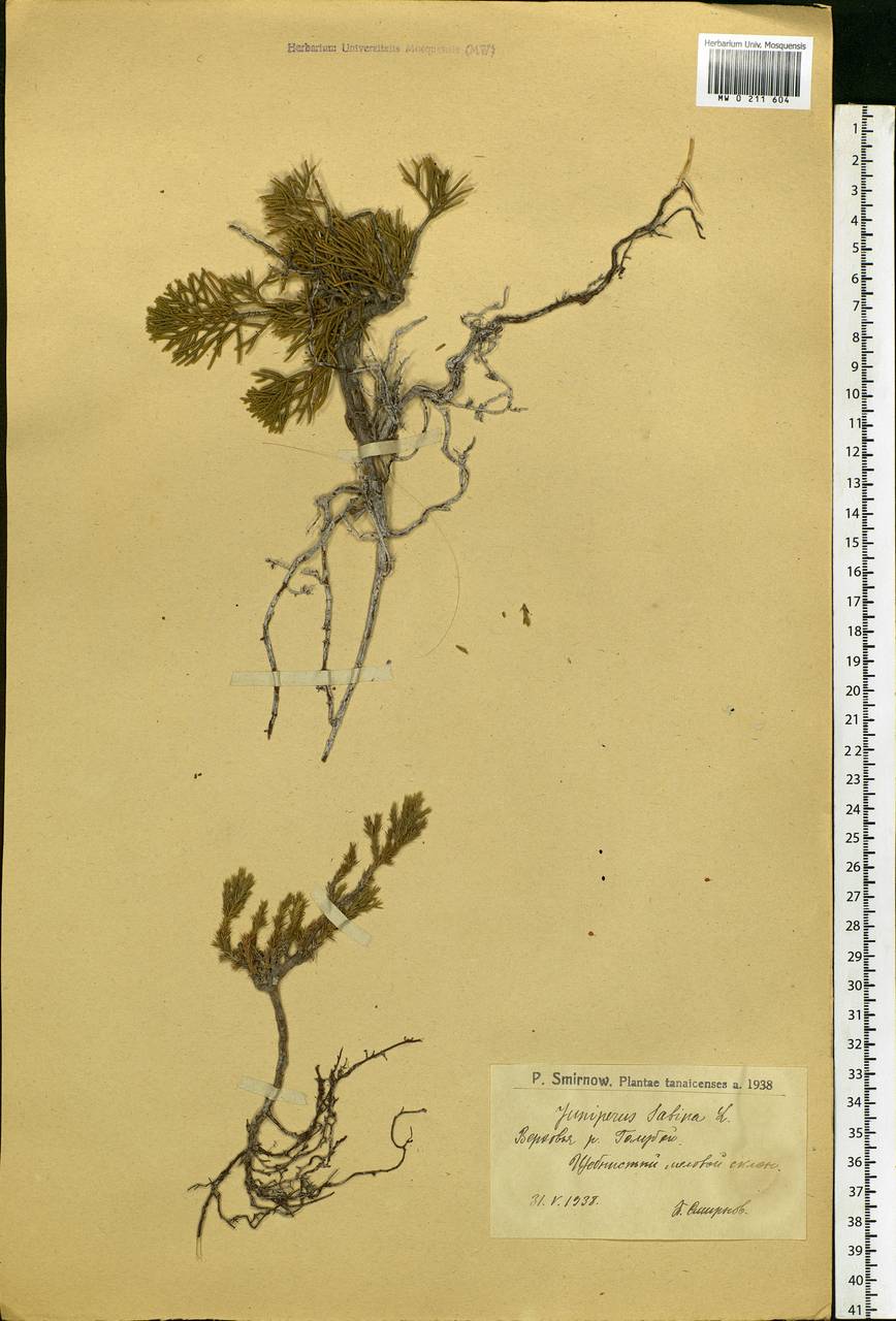 Juniperus sabina L., Eastern Europe, Lower Volga region (E9) (Russia)