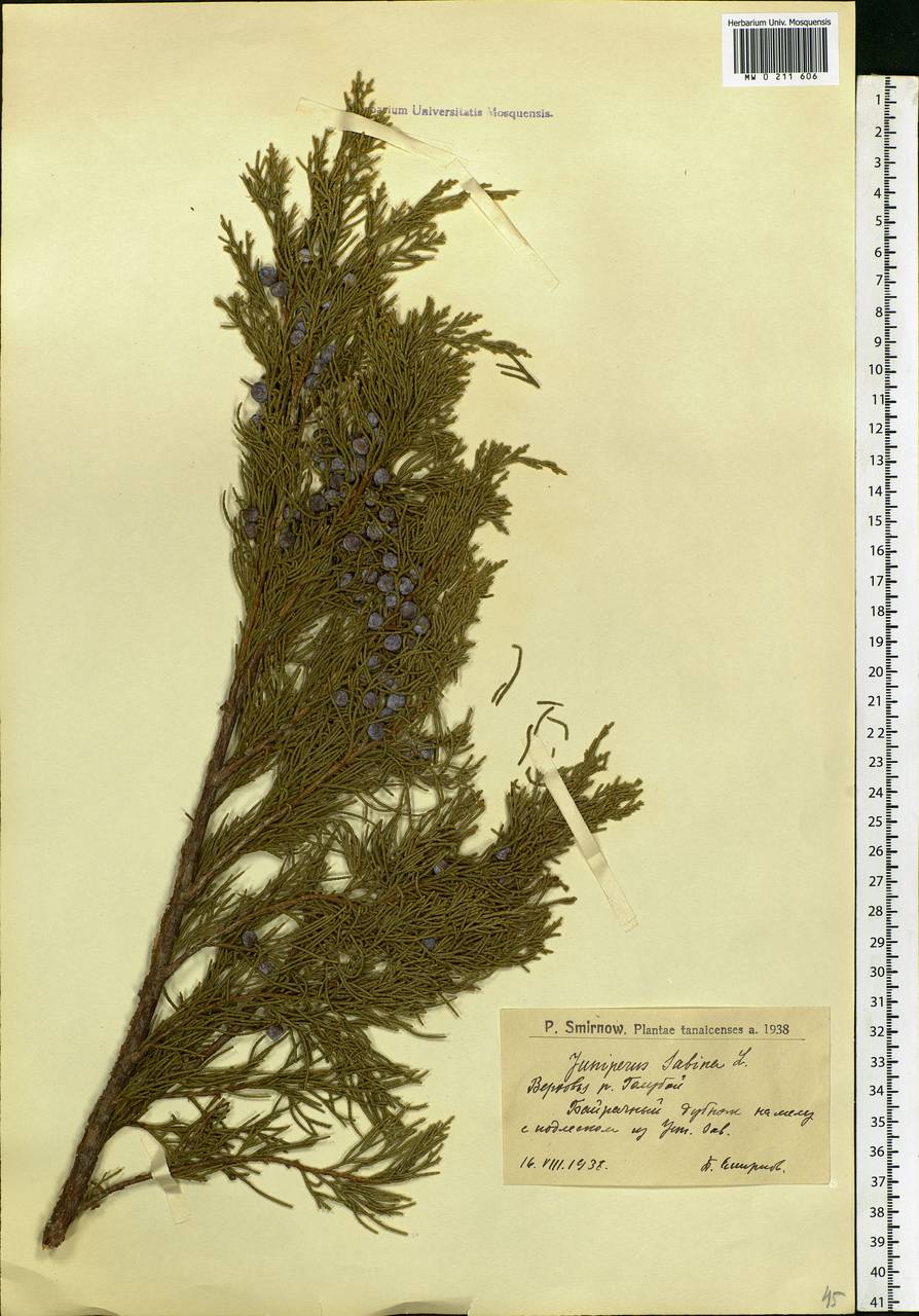 Juniperus sabina L., Eastern Europe, Lower Volga region (E9) (Russia)