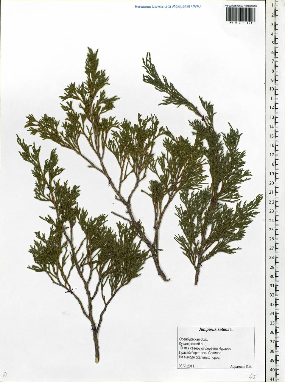 Juniperus communis var. saxatilis Pall., Eastern Europe, Eastern region (E10) (Russia)