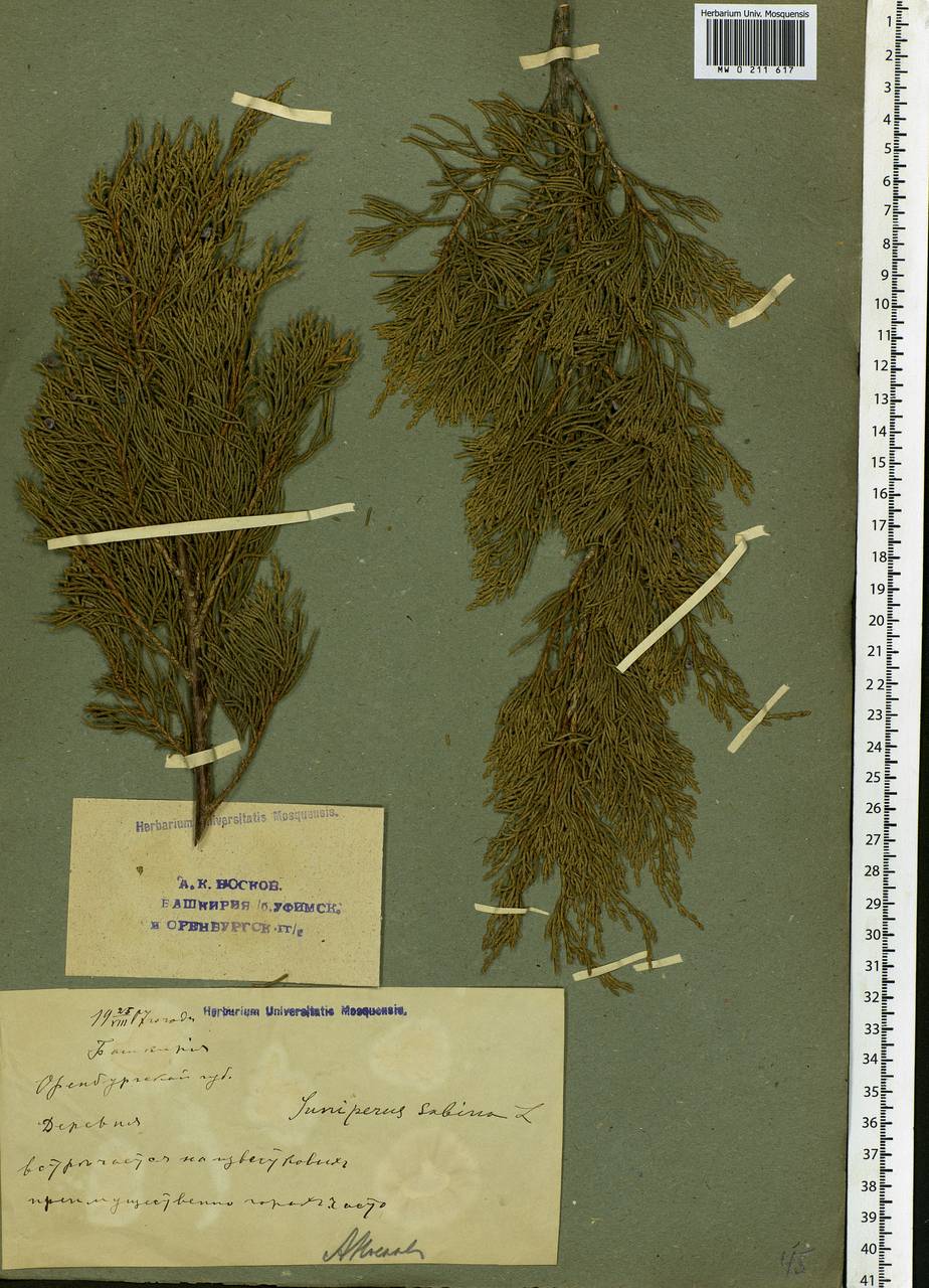 Juniperus communis var. saxatilis Pall., Eastern Europe, Eastern region (E10) (Russia)