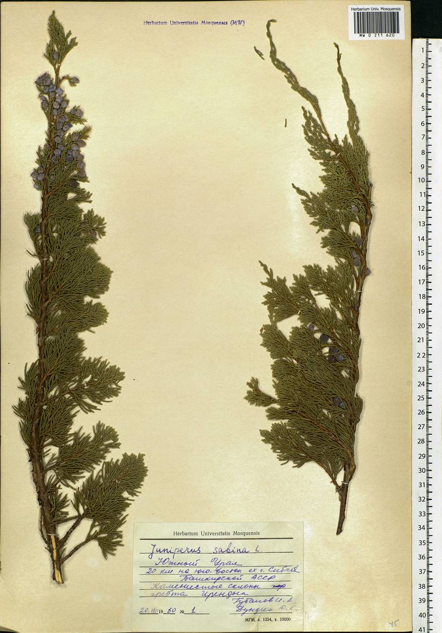 Juniperus communis var. saxatilis Pall., Eastern Europe, Eastern region (E10) (Russia)