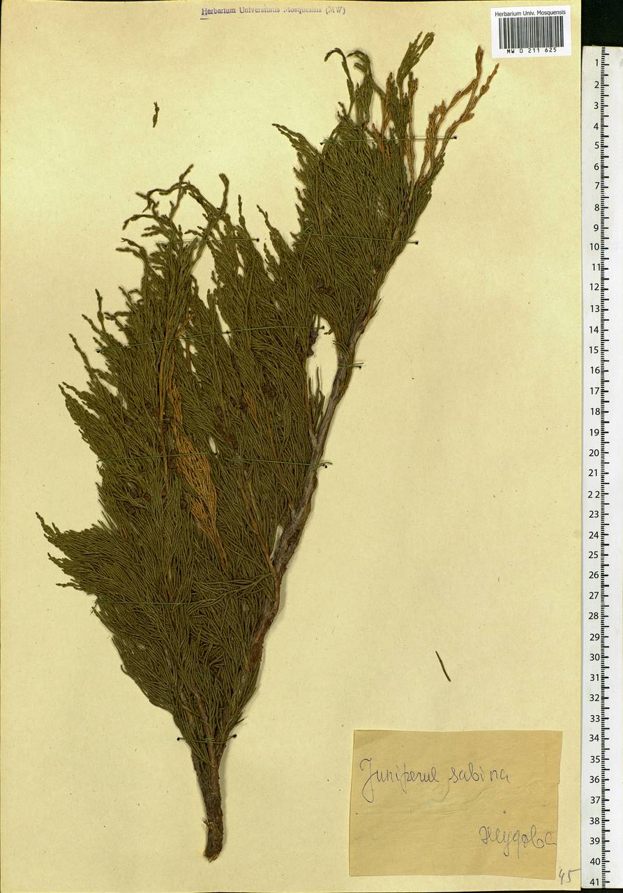 Juniperus communis var. saxatilis Pall., Eastern Europe, Eastern region (E10) (Russia)