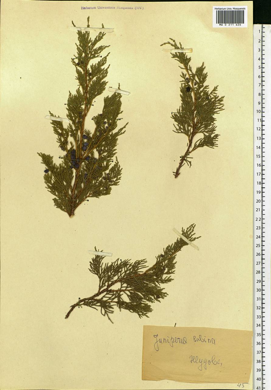 Juniperus communis var. saxatilis Pall., Eastern Europe, Eastern region (E10) (Russia)