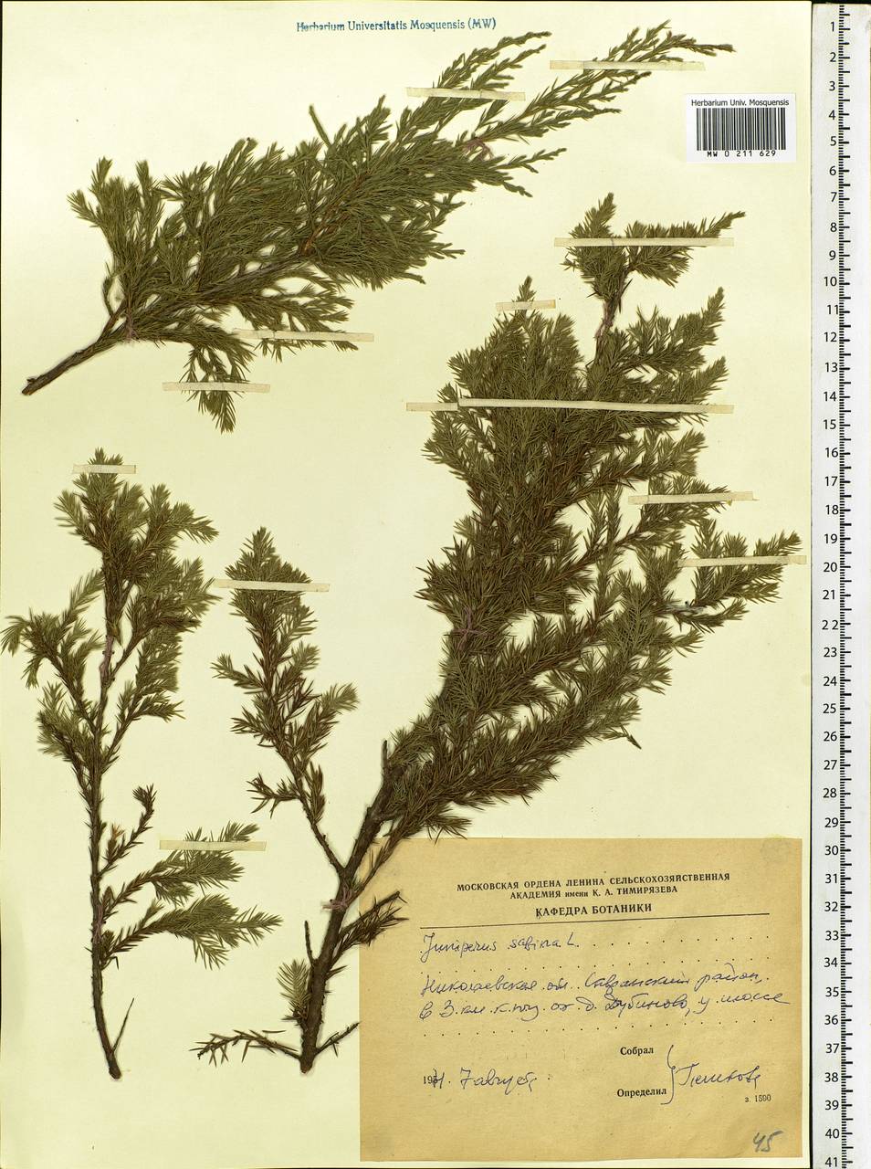 Juniperus sabina L., Eastern Europe, South Ukrainian region (E12) (Ukraine)