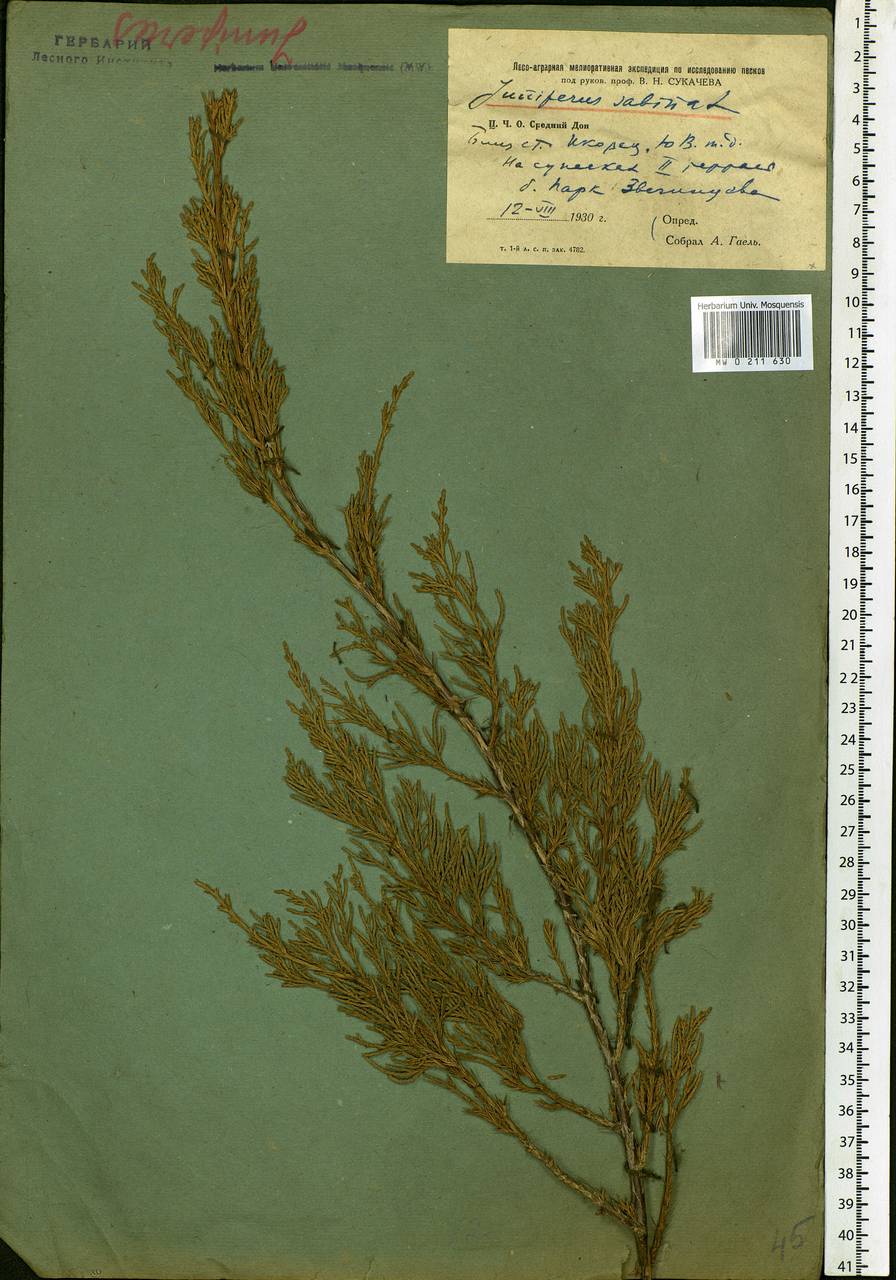 Juniperus sabina L., Eastern Europe, Central forest-and-steppe region (E6) (Russia)