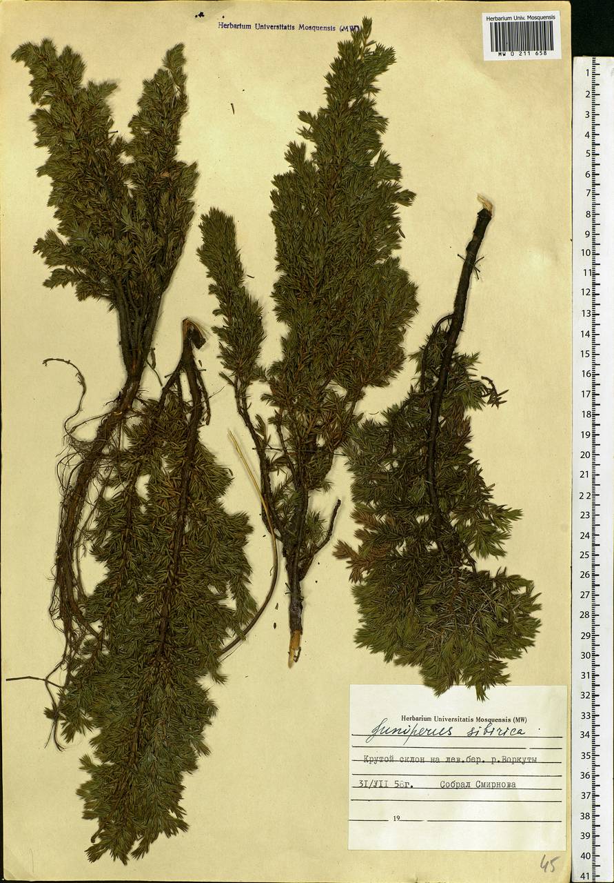 Juniperus communis var. saxatilis Pall., Eastern Europe, Northern region (E1) (Russia)