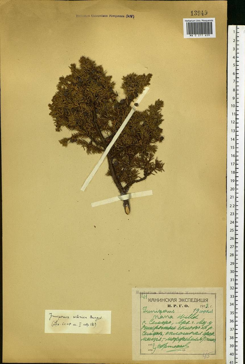 Juniperus communis var. saxatilis Pall., Eastern Europe, Northern region (E1) (Russia)