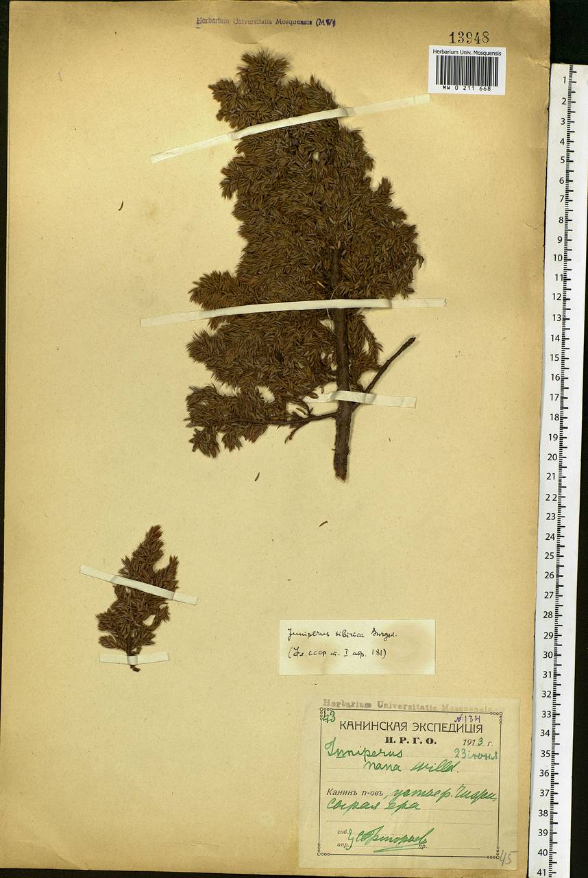 Juniperus communis var. saxatilis Pall., Eastern Europe, Northern region (E1) (Russia)