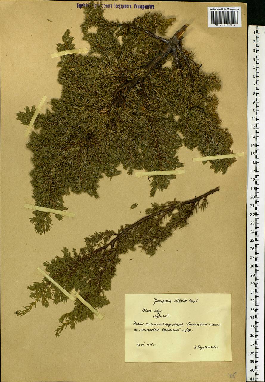 Juniperus communis var. saxatilis Pall., Eastern Europe, Northern region (E1) (Russia)