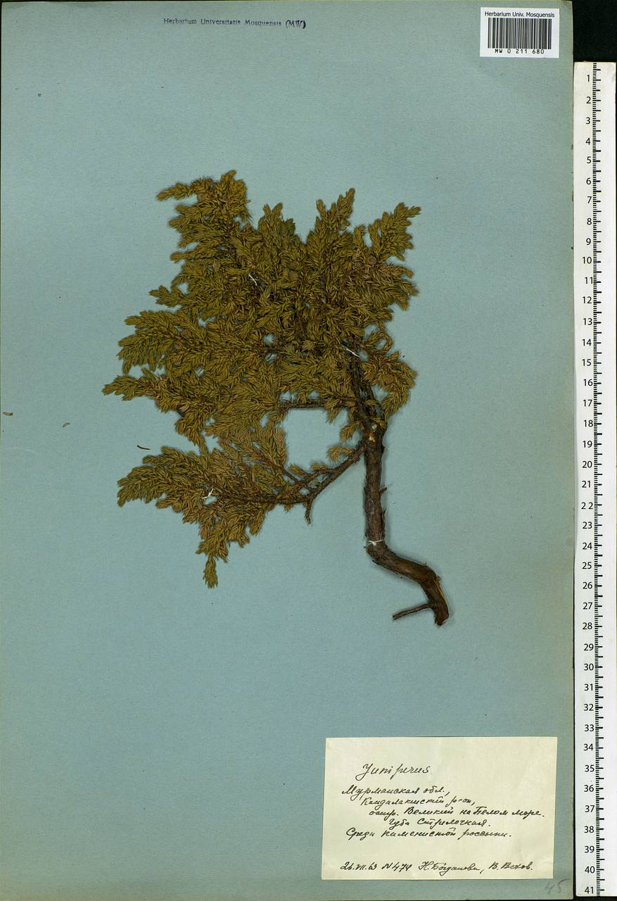 Juniperus communis var. saxatilis Pall., Eastern Europe, Northern region (E1) (Russia)
