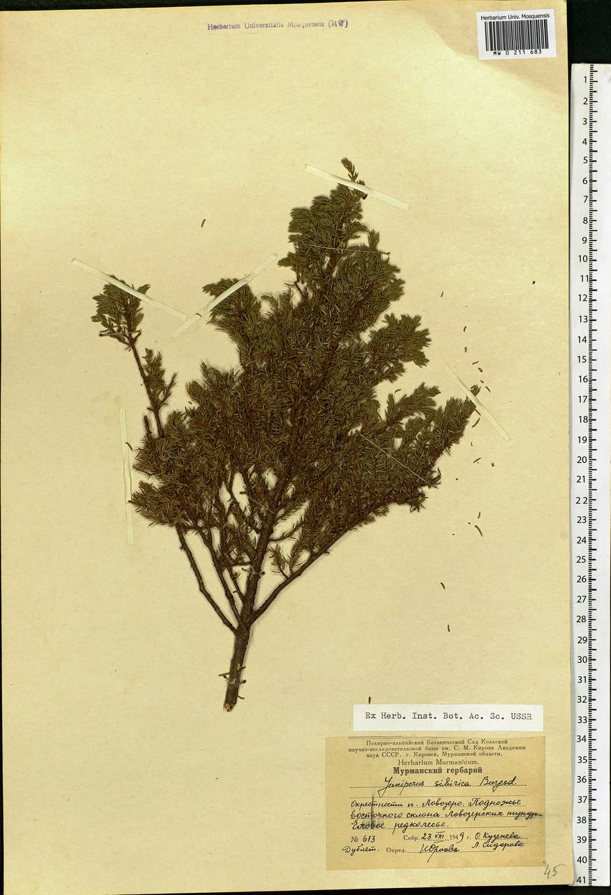 Juniperus communis var. saxatilis Pall., Eastern Europe, Northern region (E1) (Russia)