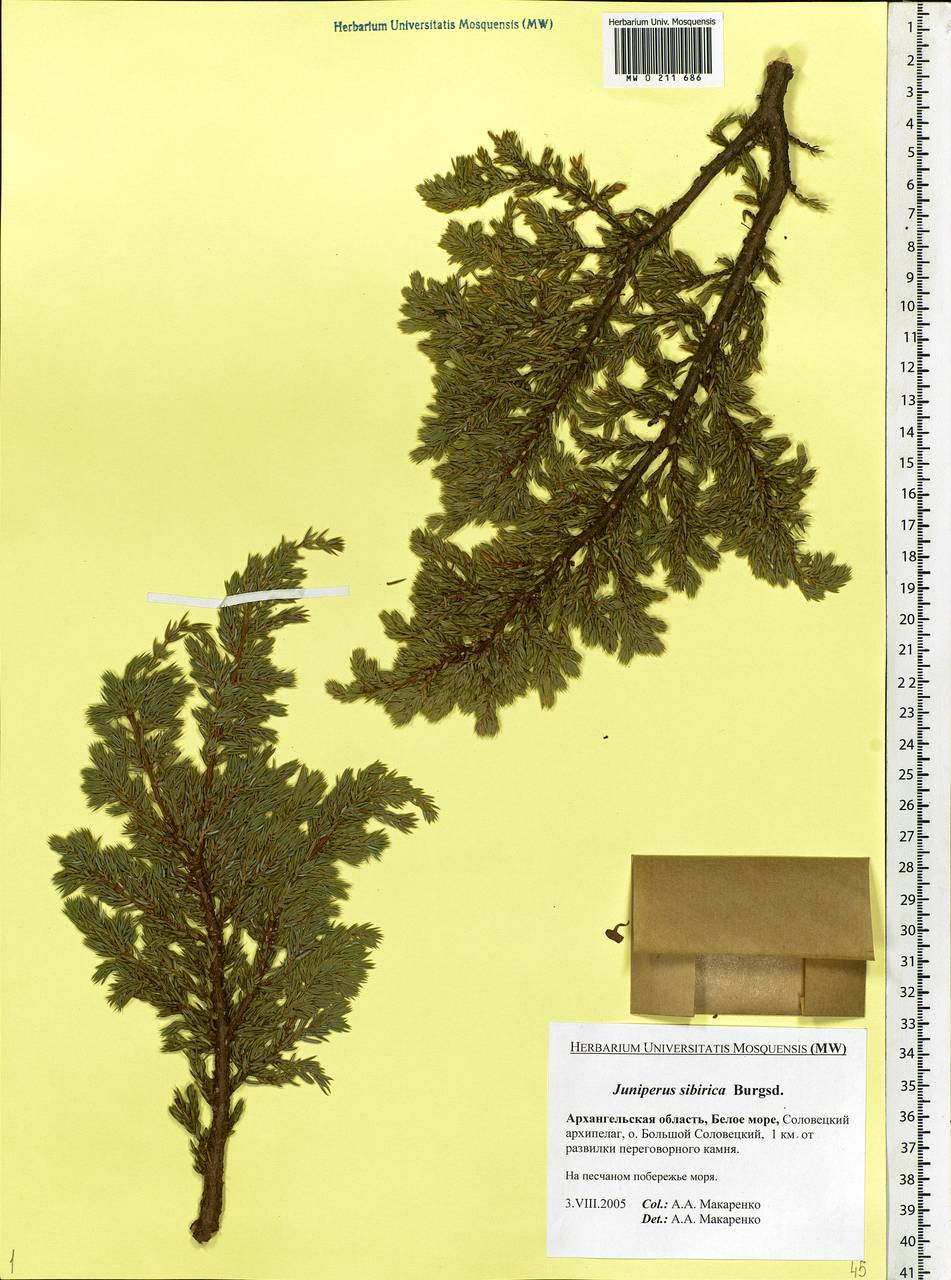 Juniperus communis var. saxatilis Pall., Eastern Europe, Northern region (E1) (Russia)