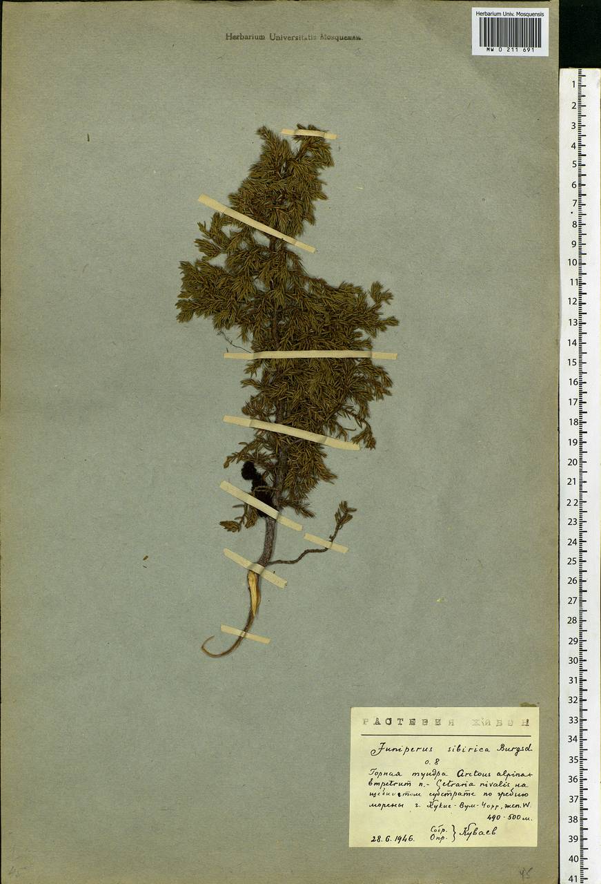 Juniperus communis var. saxatilis Pall., Eastern Europe, Northern region (E1) (Russia)