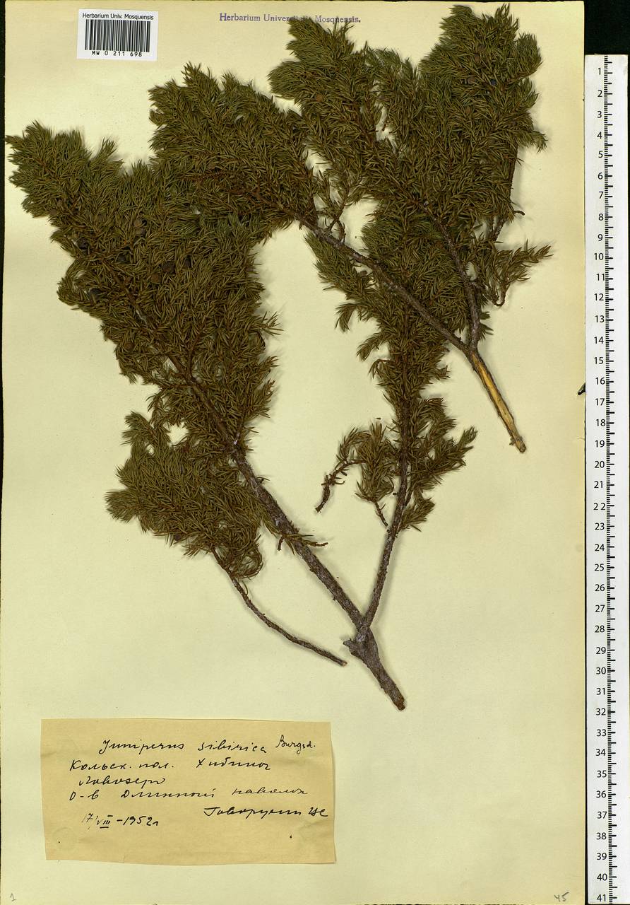 Juniperus communis var. saxatilis Pall., Eastern Europe, Northern region (E1) (Russia)