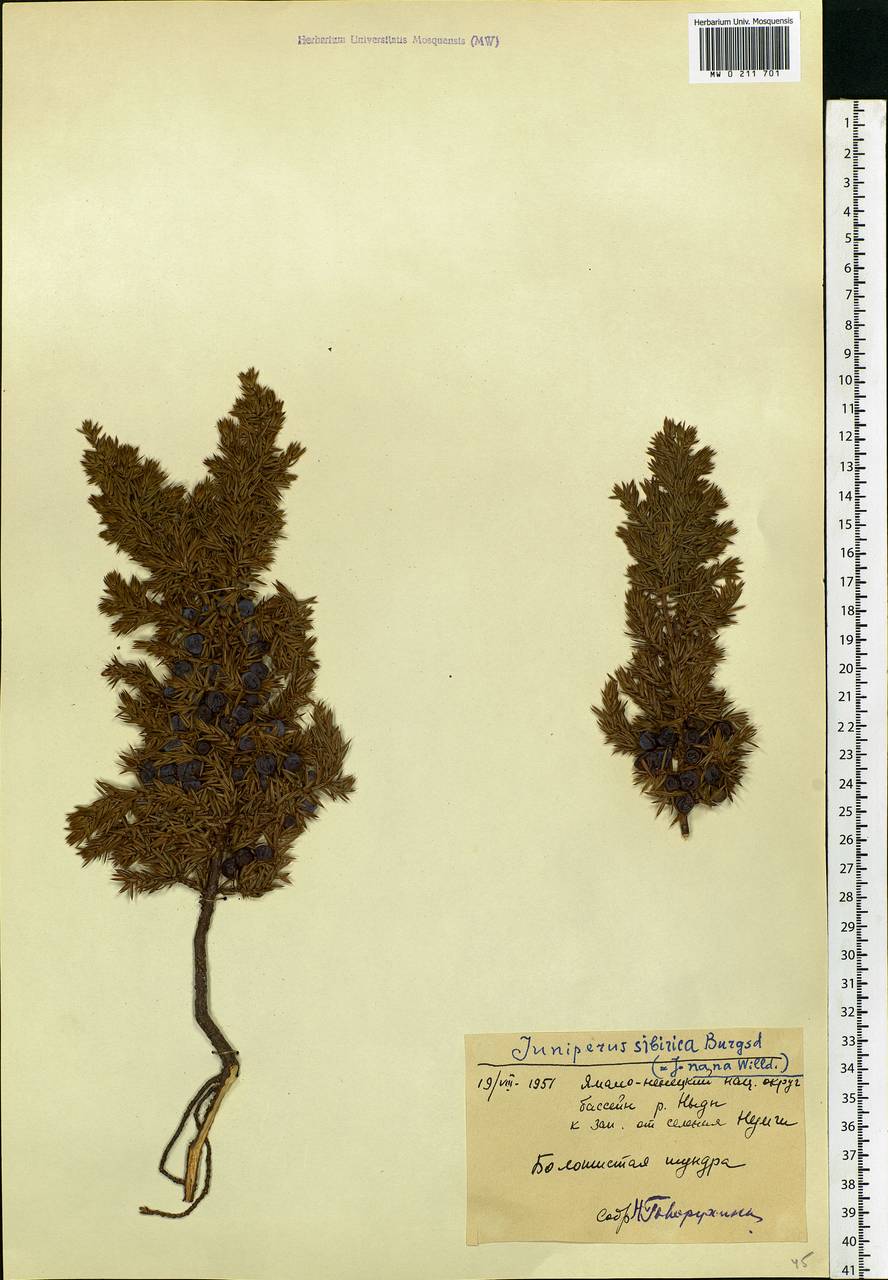 Juniperus communis var. saxatilis Pall., Siberia, Western Siberia (S1) (Russia)