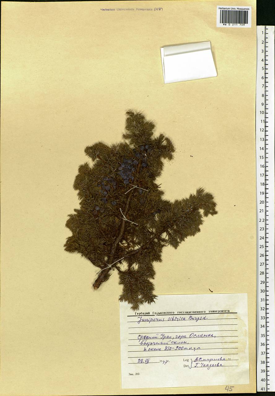 Juniperus communis var. saxatilis Pall., Eastern Europe, Eastern region (E10) (Russia)