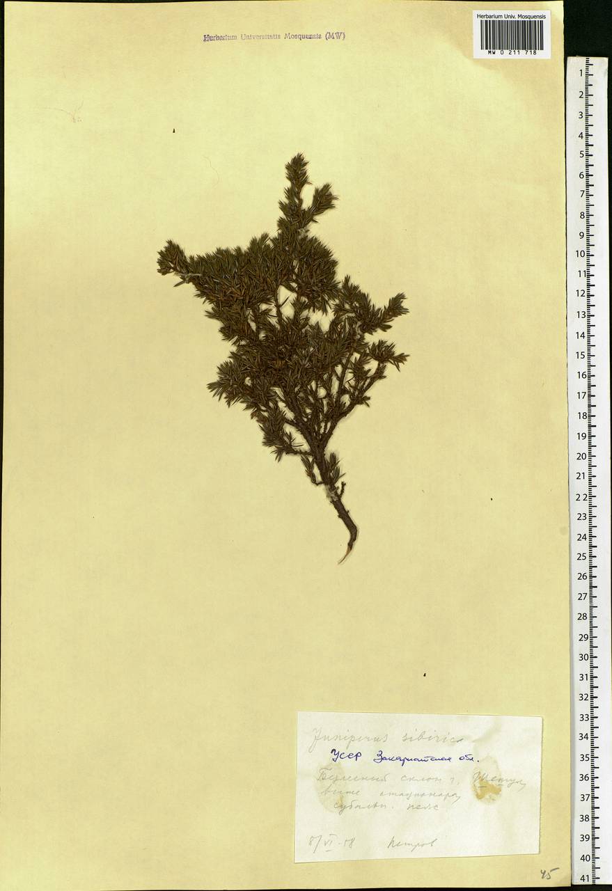 Juniperus communis var. saxatilis Pall., Eastern Europe, West Ukrainian region (E13) (Ukraine)