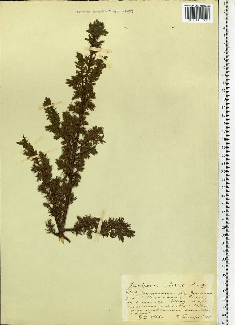 Juniperus communis var. saxatilis Pall., Eastern Europe, West Ukrainian region (E13) (Ukraine)
