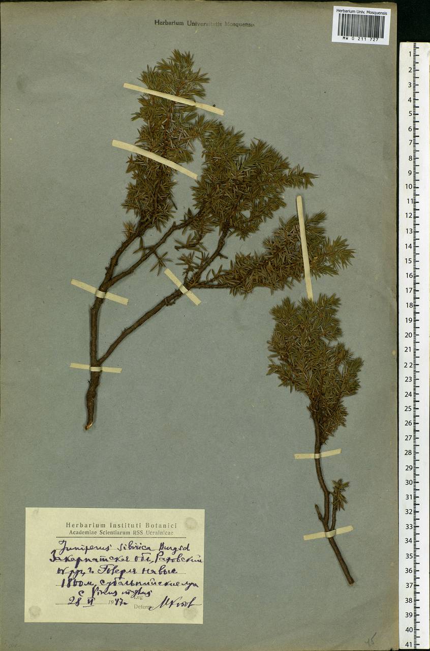 Juniperus communis var. saxatilis Pall., Eastern Europe, West Ukrainian region (E13) (Ukraine)