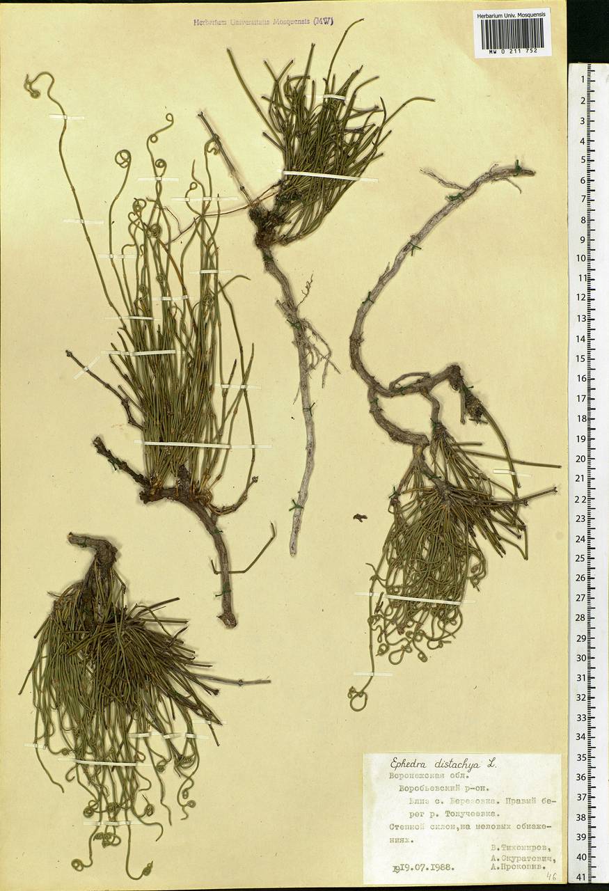 Ephedra distachya L., Eastern Europe, Central forest-and-steppe region (E6) (Russia)