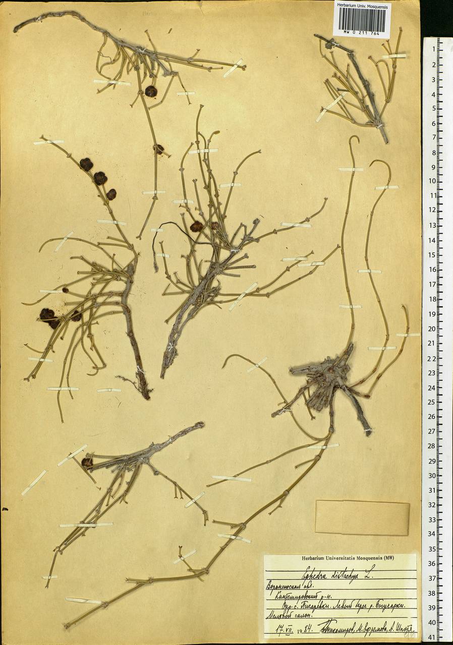 Ephedra distachya L., Eastern Europe, Central forest-and-steppe region (E6) (Russia)