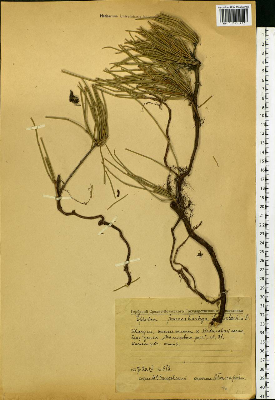 Ephedra distachya L., Eastern Europe, Middle Volga region (E8) (Russia)
