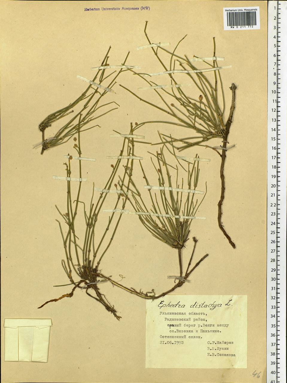 Ephedra distachya L., Eastern Europe, Middle Volga region (E8) (Russia)