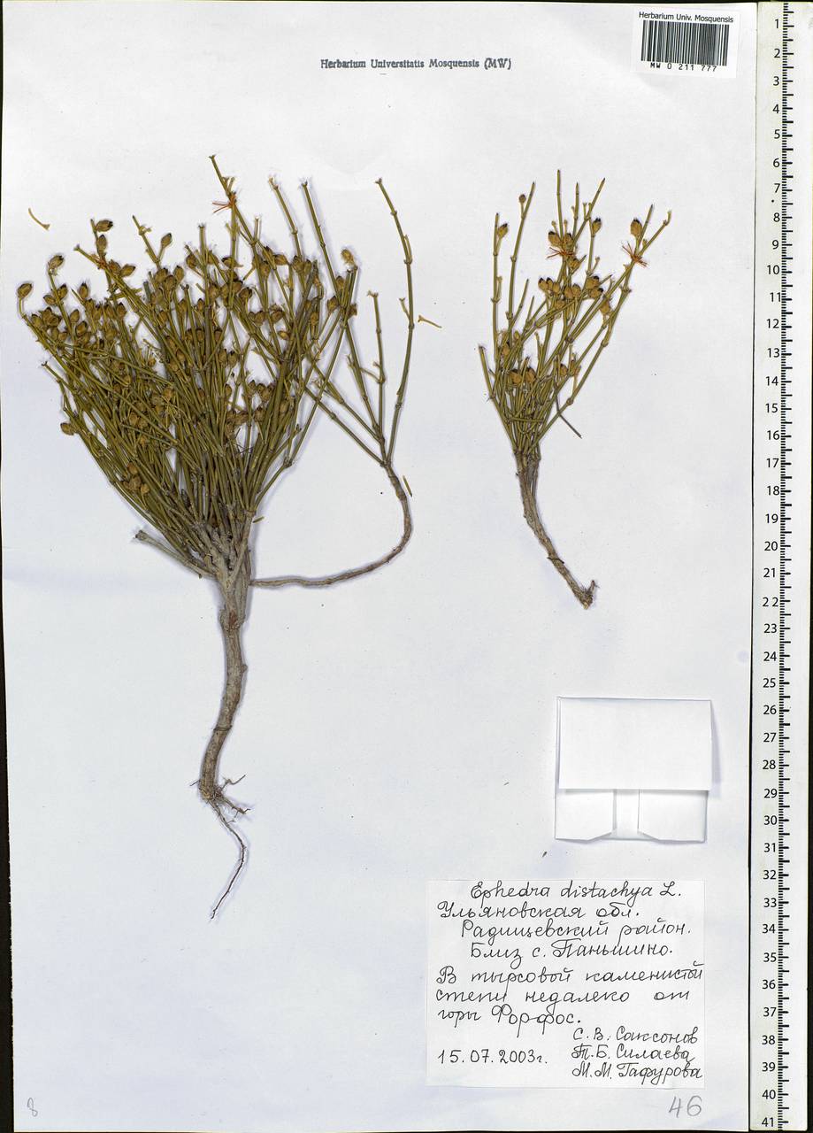 Ephedra distachya L., Eastern Europe, Middle Volga region (E8) (Russia)