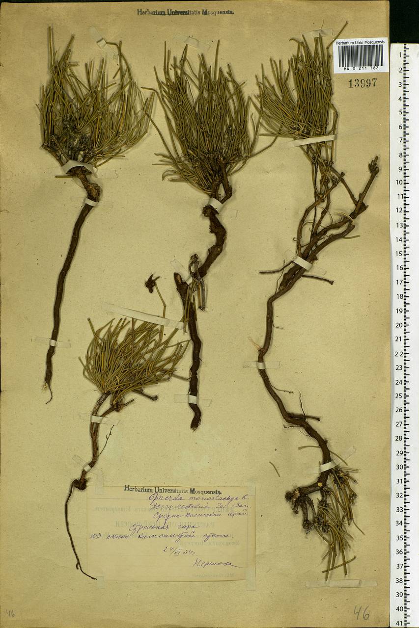 Ephedra distachya L., Eastern Europe, Middle Volga region (E8) (Russia)