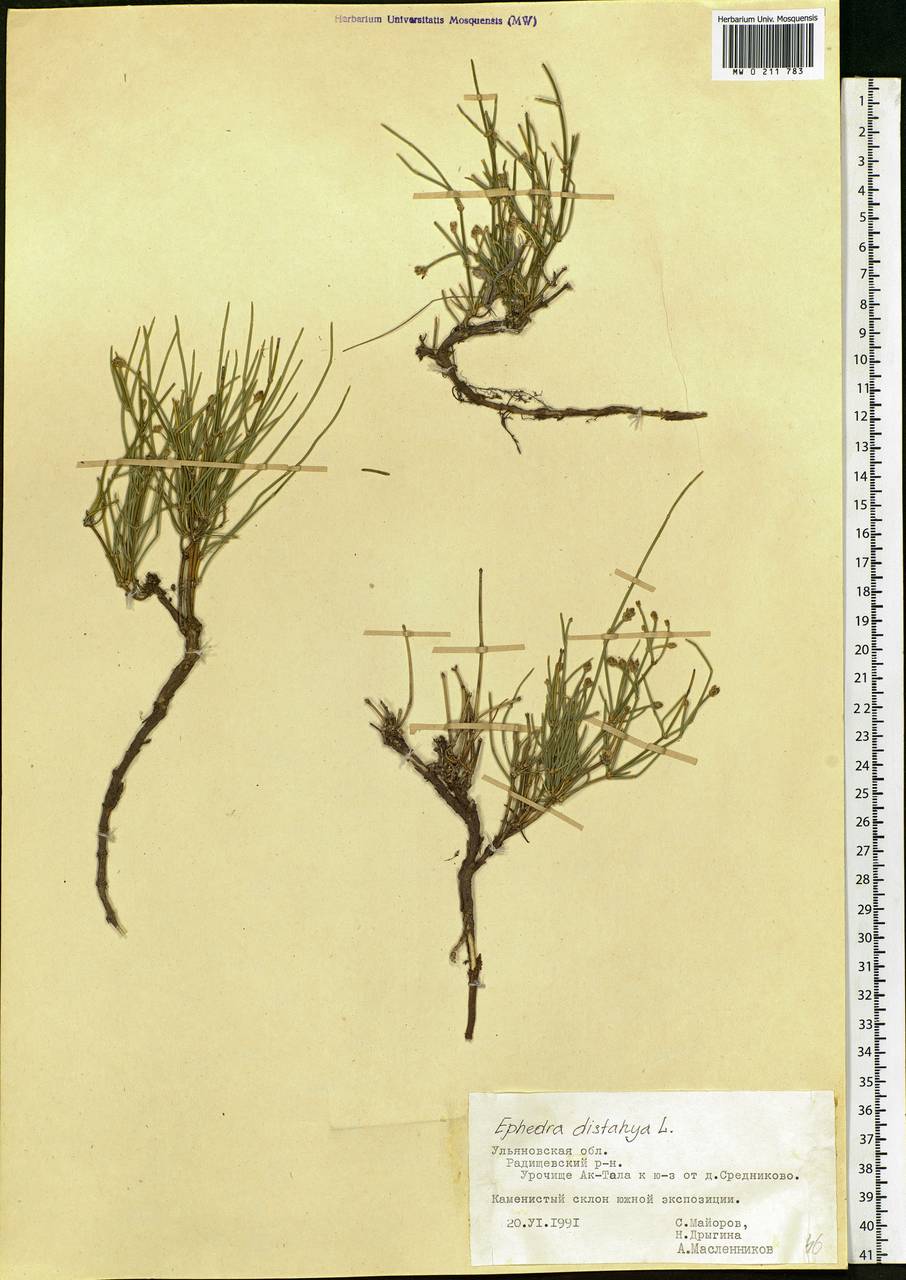 Ephedra distachya L., Eastern Europe, Middle Volga region (E8) (Russia)