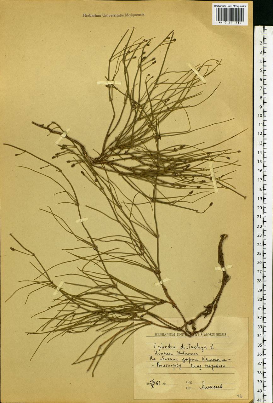 Ephedra distachya L., Eastern Europe, Lower Volga region (E9) (Russia)