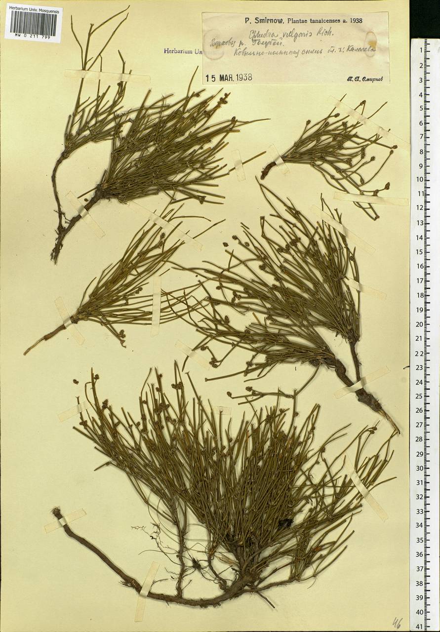 Ephedra distachya L., Eastern Europe, Lower Volga region (E9) (Russia)