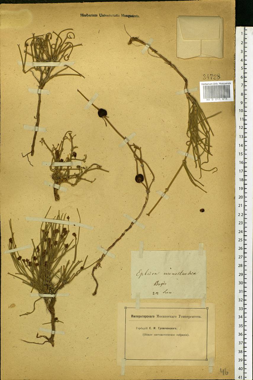 Ephedra distachya L., Eastern Europe, Lower Volga region (E9) (Russia)