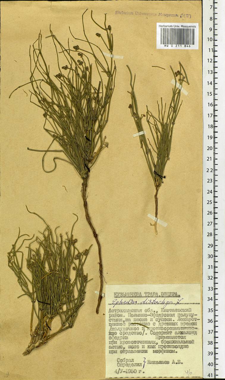 Ephedra distachya L., Eastern Europe, Lower Volga region (E9) (Russia)