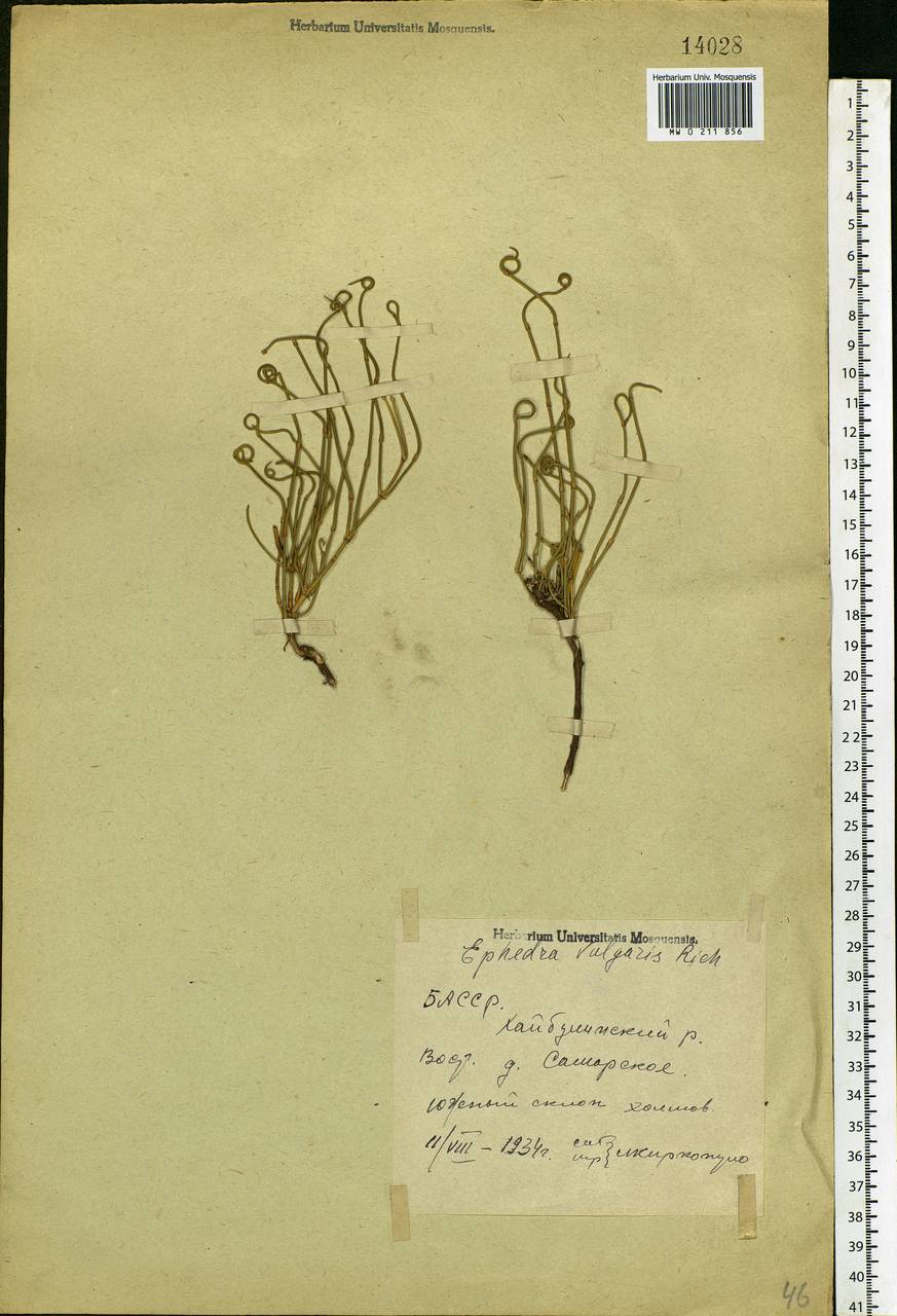 Ephedra distachya L., Eastern Europe, Eastern region (E10) (Russia)