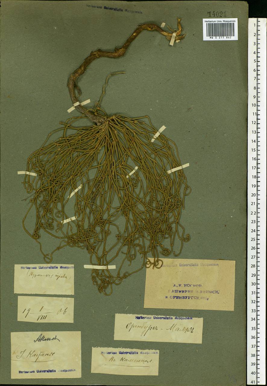 Ephedra distachya L., Eastern Europe, Eastern region (E10) (Russia)